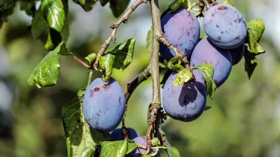 Easy Damson Jam Recipe 