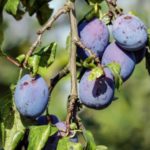 Make this Easy Damson Jam Recipe