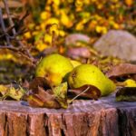 Easy Spiced Pear Jam Recipe no pectin and pectin